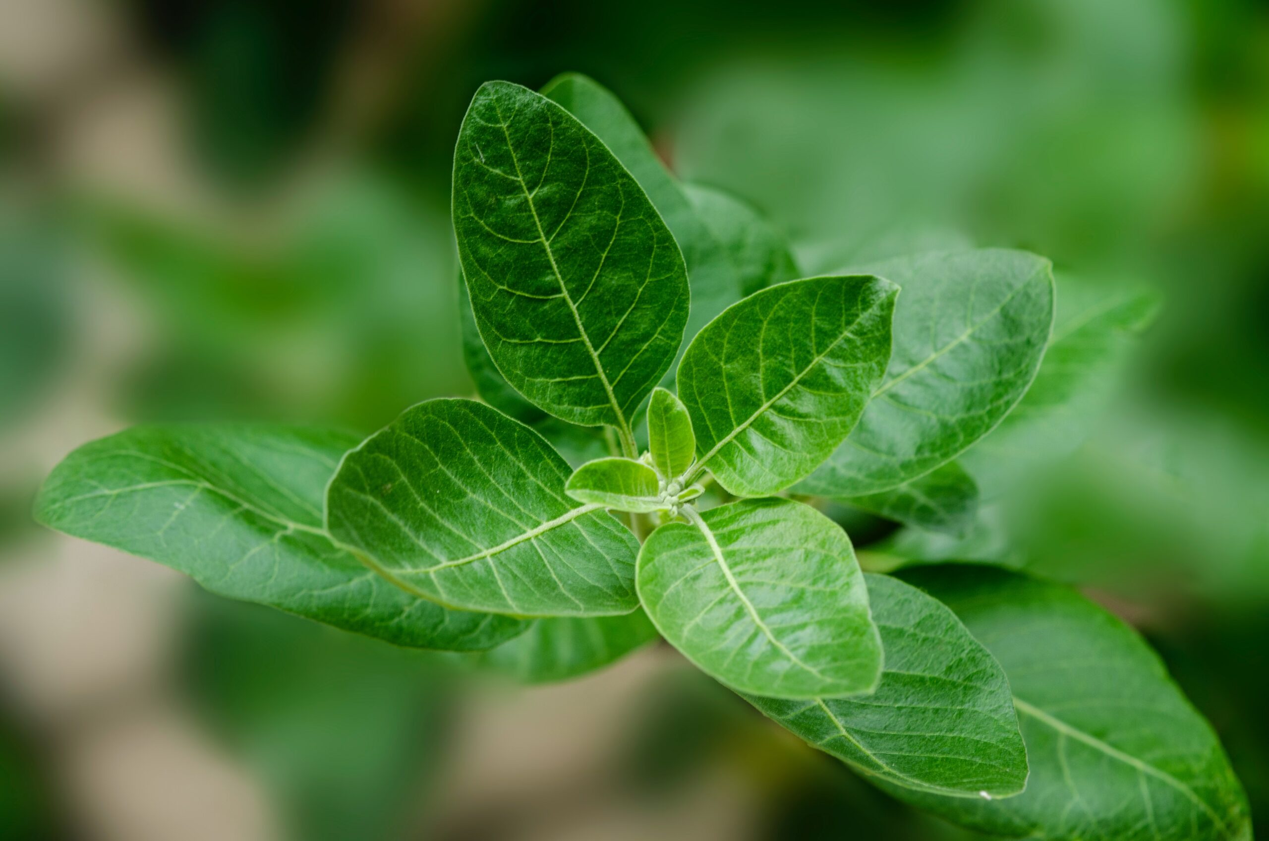 Ashwagandha: Natürlicher Energieschub im Trend